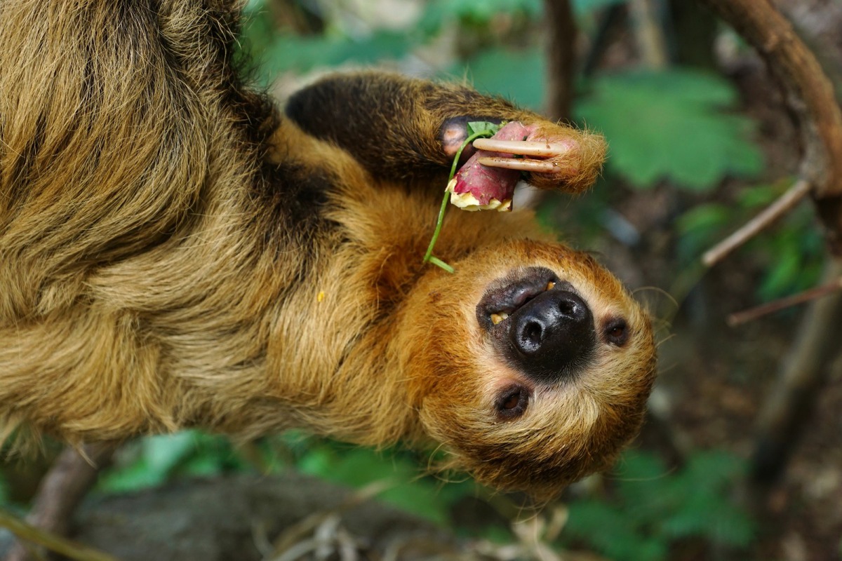 台北市動物園推出「生物多樣性暨雨林超市-貨架上的雨林」特展，希望民眾透過選購友善雨林商品，一同保護雨林。圖為二趾樹獺，詹德川/攝