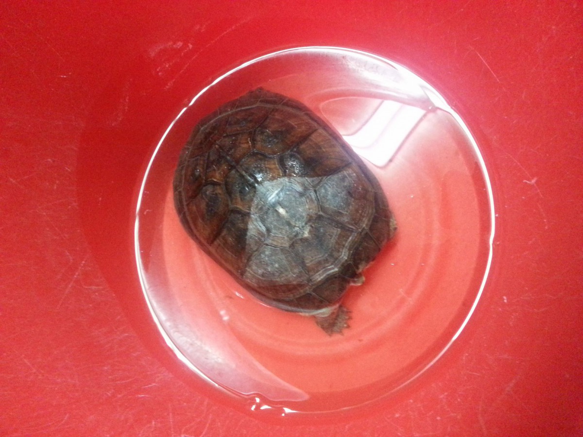 善意的民眾把保灶類柴棺龜撿來動保處,但新北市動保處表示,如果動物沒有受傷、沒有立即危險,無需隨意撿拾,只要協助牠過馬路即可。新北市動保處/提供