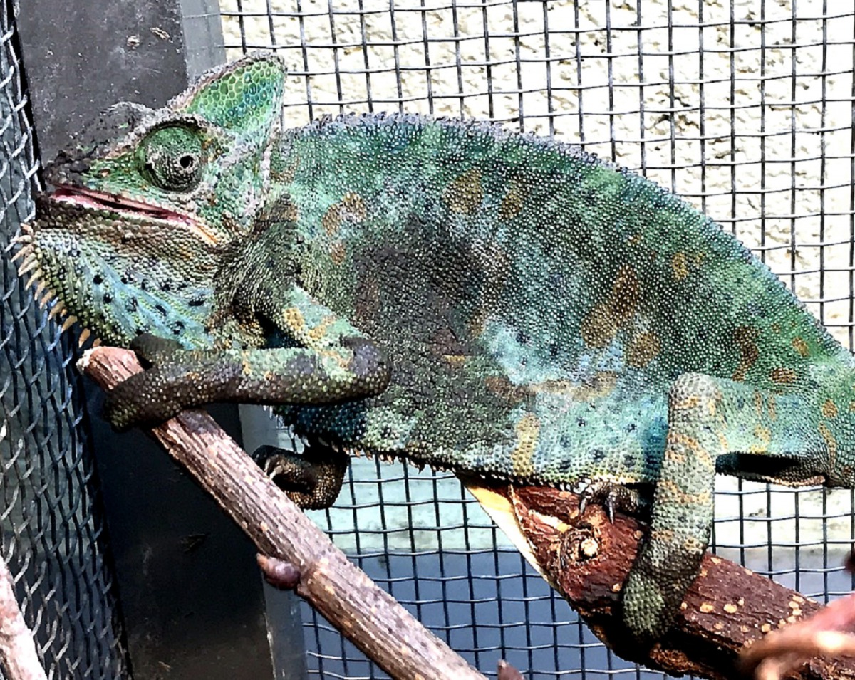 雌性高冠變色龍剛生產完身形消瘦。台北市立動物園/提供