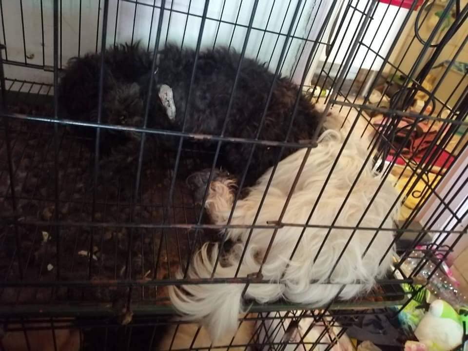 台中市有一名周姓租客在租屋處留下十幾條狗屍。江和樹/提供