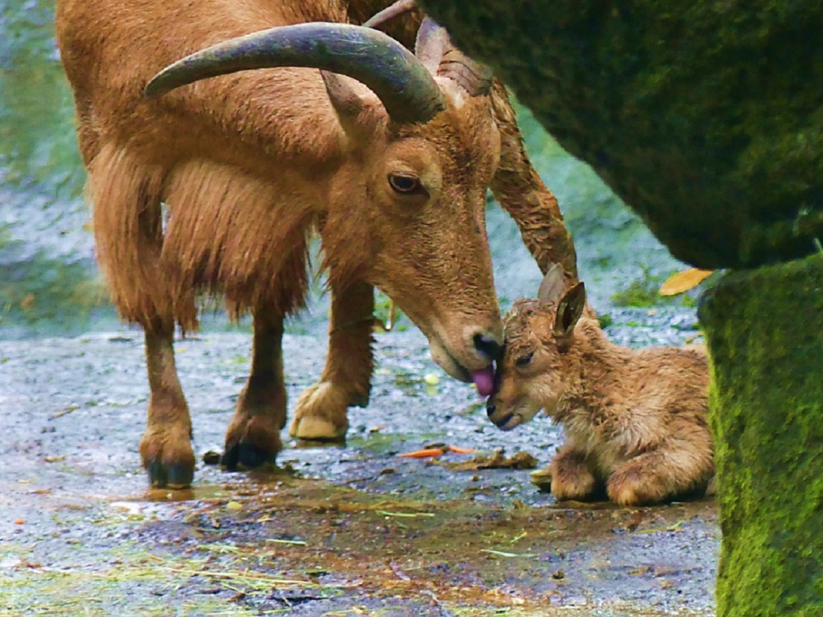 台北市立動物園傳出喜訊,一隻健康的北非髯羊寶寶出生了!圖為北非髯羊媽媽與寶寶,台北市立動物園/提供