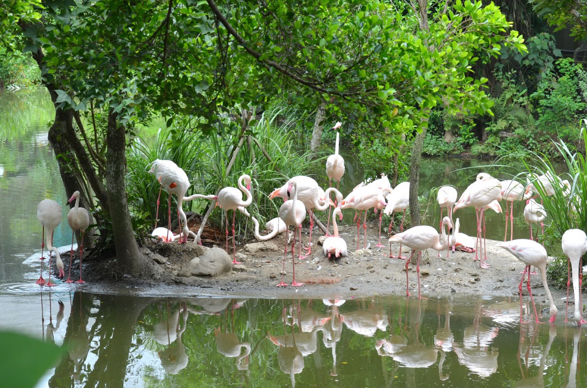 台北市立動物園的生態鳥園與水禽區，特別採沉浸式混合圈養展示設計，並以垂簾隔絕圈養鳥類與野鳥。圖為大紅鶴，台北市立動物園/提供