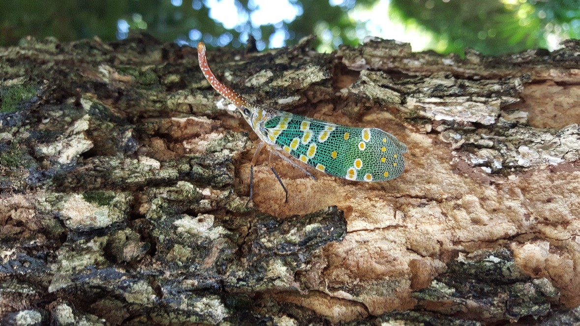 龍眼雞成蟲外觀豔麗，引人注目，但其實是一種外來種生物，可能排擠本土物種的生存空間。防檢局/提供