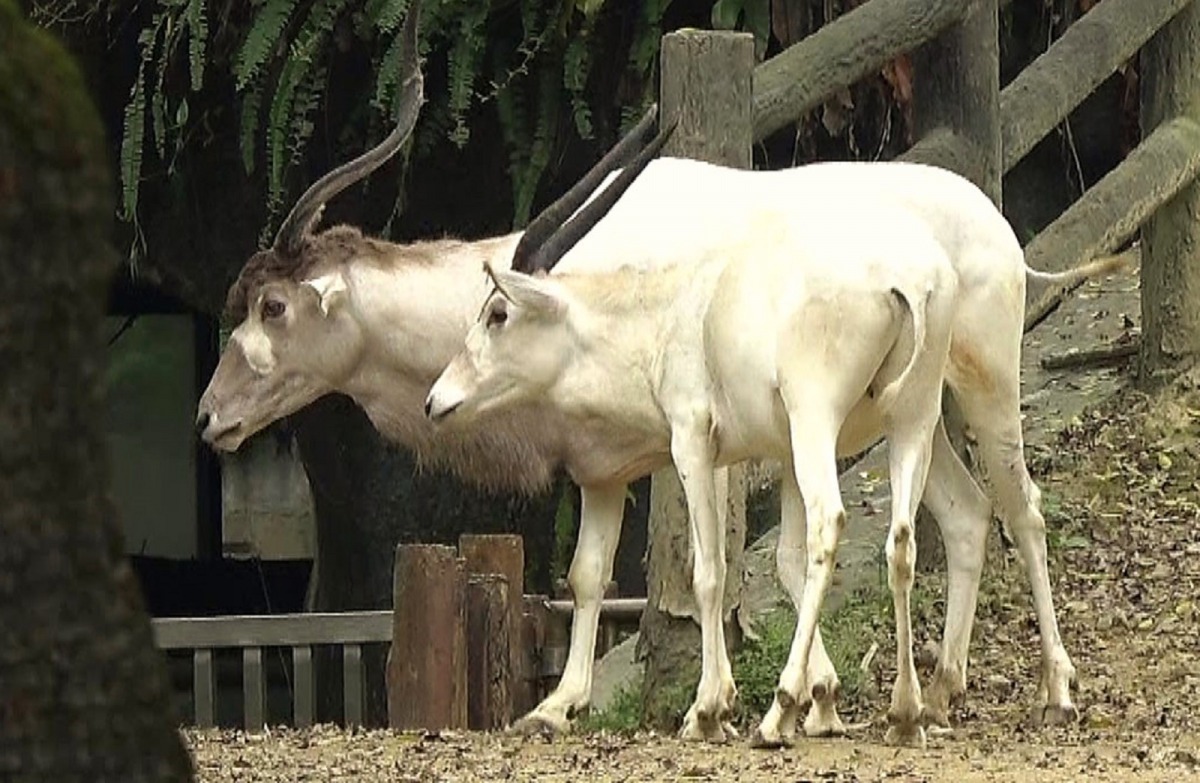 保育員費盡心思製造交友機會，「依杉（前）」現在已經可以跟同類交流了。台北市立動物園/提供