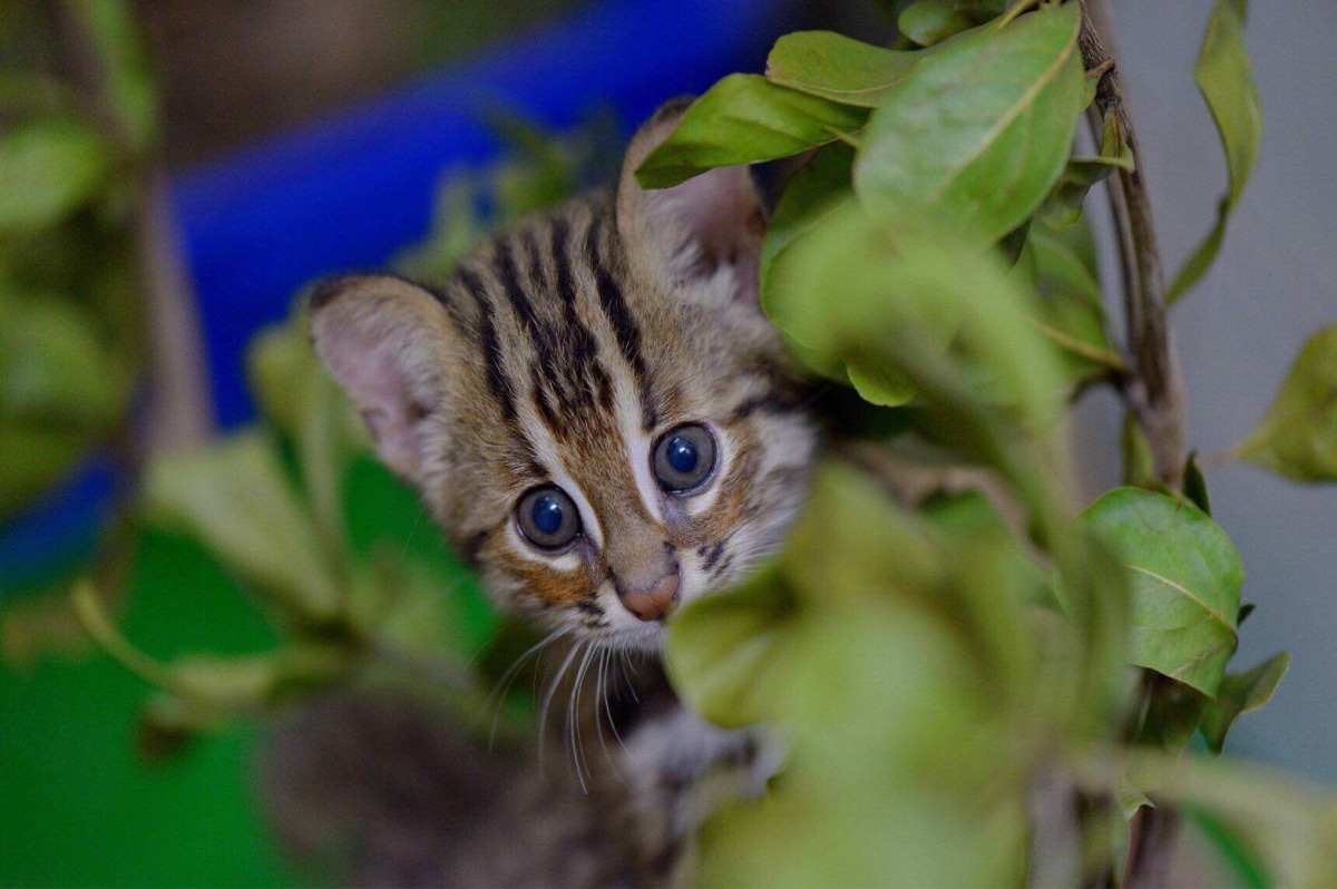   農委會召開跨部會會議，決定試辦「友善石虎生態服務給付」措施。特生中心/提供