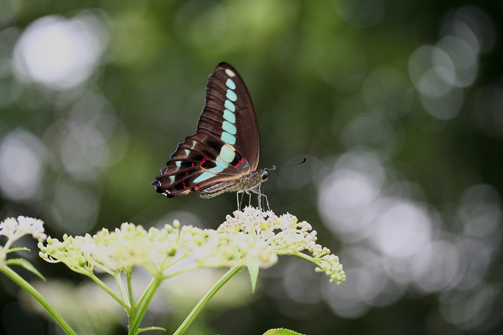 這個週末，一起來探索蝴蝶之美吧！資料照，圖為青鳳蝶（青帶鳳蝶），台灣蝴蝶保育學會提供
