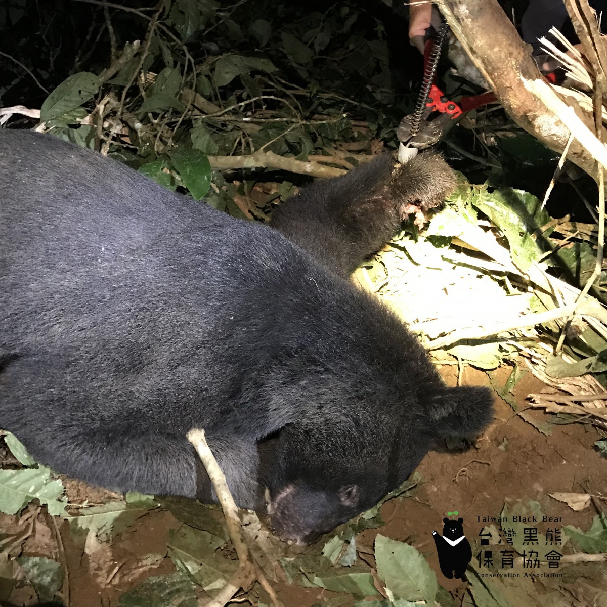 近日有台灣黑熊被陷阱「山豬吊」所傷，引發社會大眾關注非法陷阱的議題。台灣黑熊保育協會/提供