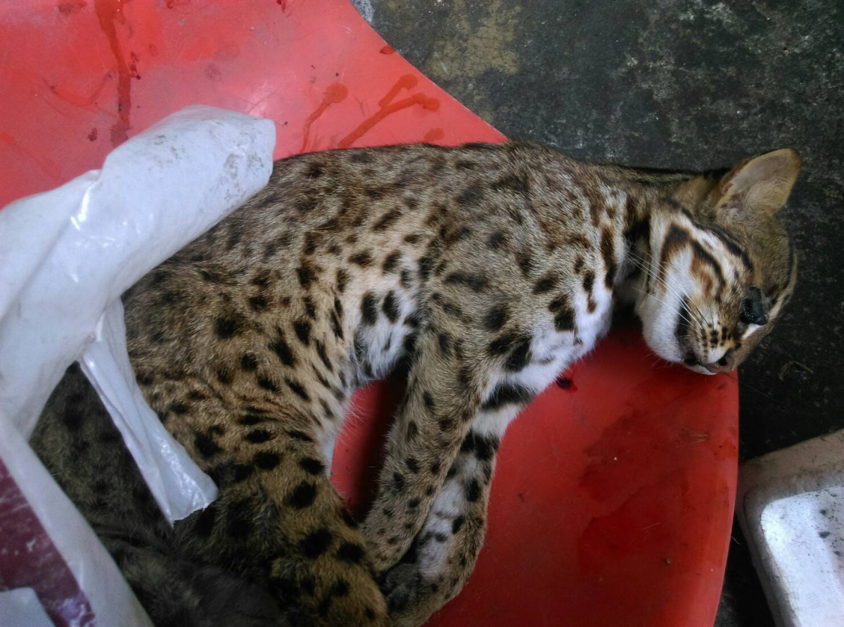 台中東勢有石虎遭到路殺。台中市農業局/提供