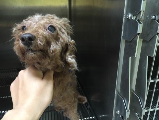 竟有民眾在動物之家人員下班後，翻牆進入園區內，將狗棄養於園區。台南市動保處/提供