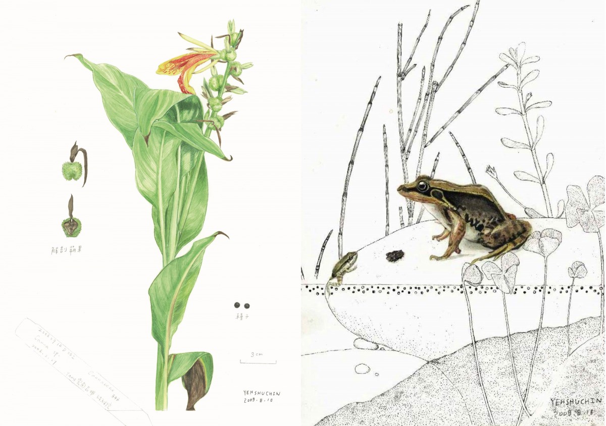 來自於台中、現今定居於義大利的生物繪圖師葉書謹，將於國立自然科學博物館舉辦生物繪圖個展。左為美人蕉，右為貢德氏赤蛙，葉書謹/提供