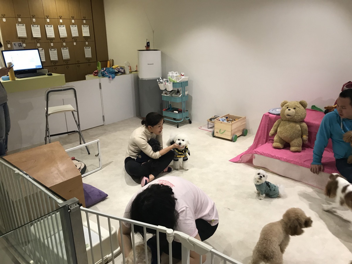 北市動保處輔導民間成立動物安養機構，為飼主分擔照顧高齡或病殘寵物的負擔。圖為動物安養機構室內活動區環境，臺北市動保處/提供