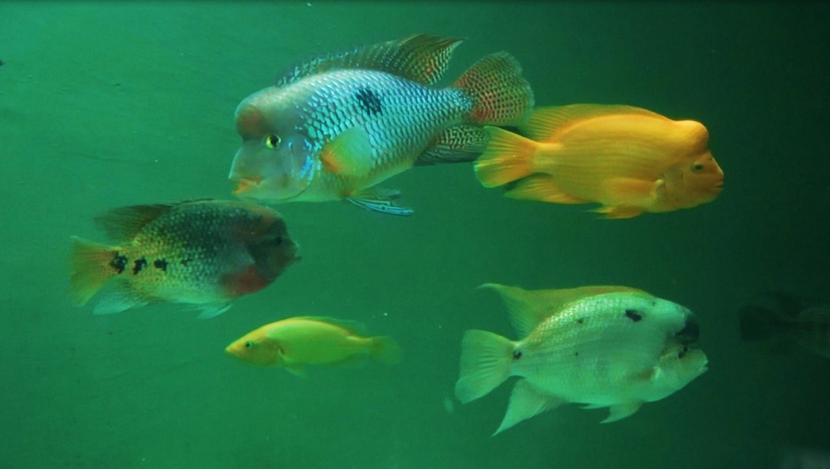 「慈鯛科」的魚為什麼會有「慈鯛」的稱號，就是因為魚爸媽的護幼行為而得名。台北市立動物園/提供