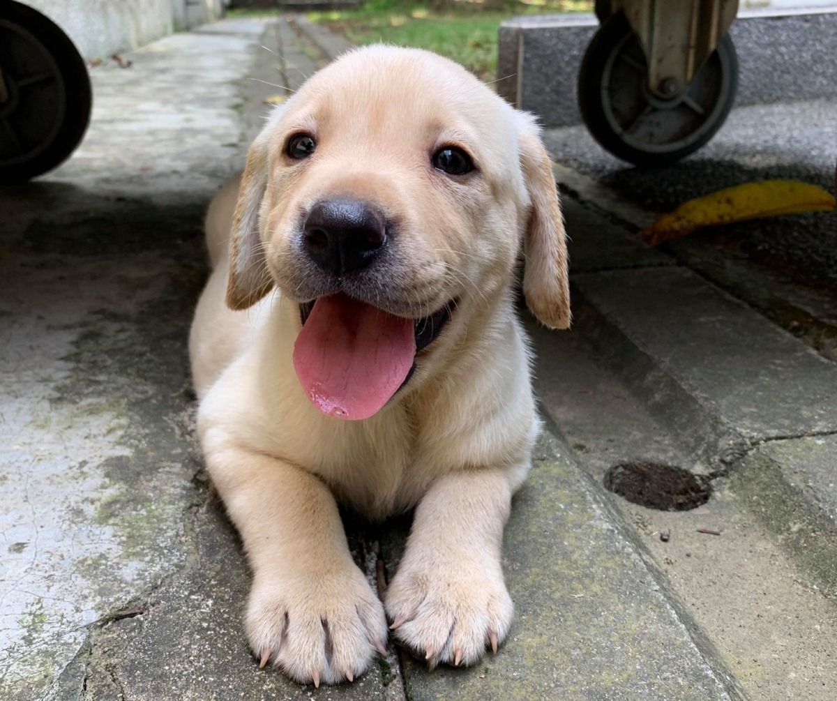 超萌緝毒幼犬正在等待寄養家庭！翻攝自關務署粉絲專頁
