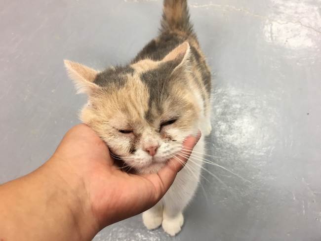 新北市八里動物之家日前來了一隻三花波斯貓「花花」，因未絕育而罹患子宮蓄膿症。新北市動保處/提供