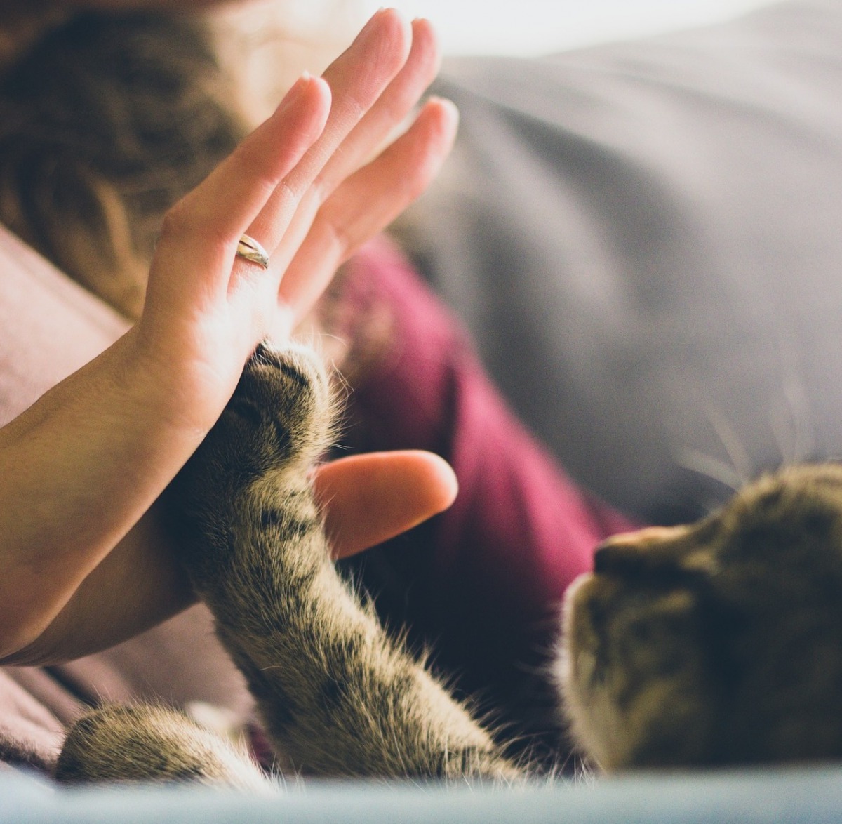 紐約成為美國第一個禁止為貓去爪的州。示意圖,取自Pixabay