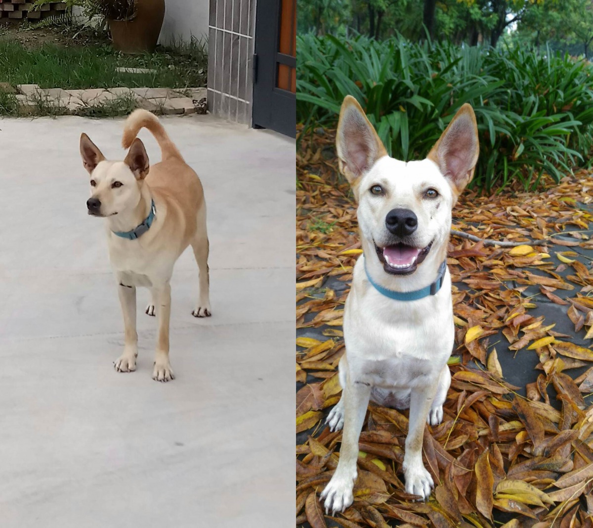 壽山處與訓犬協會合作，將浪犬訓練為工作犬，提升認養率。壽山處/提供