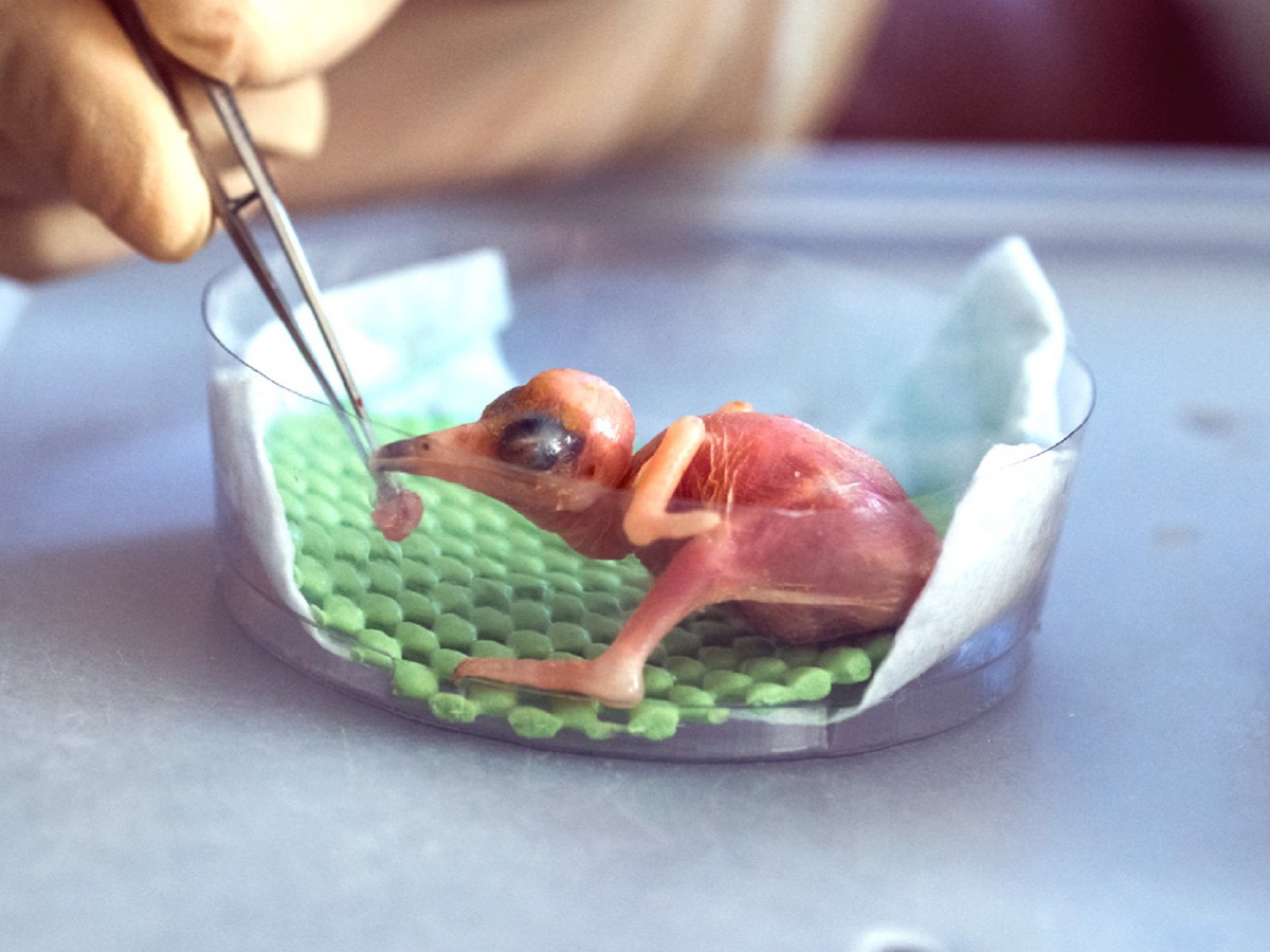 保育員依據鳥寶寶不同的日齡來餵食，種種繁瑣的食物準備及細緻的餵食模式，都讓保育員們深刻感受到為人父母的辛勞。台北市立動物園/提供