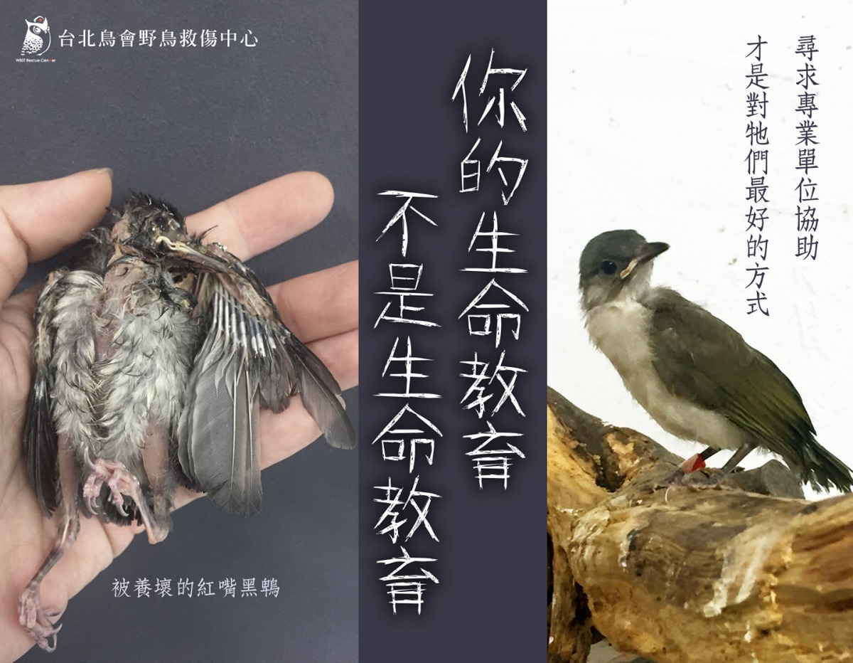 善心用錯了方式，反而會害死無辜的生命。翻攝自台北鳥會野鳥救傷中心