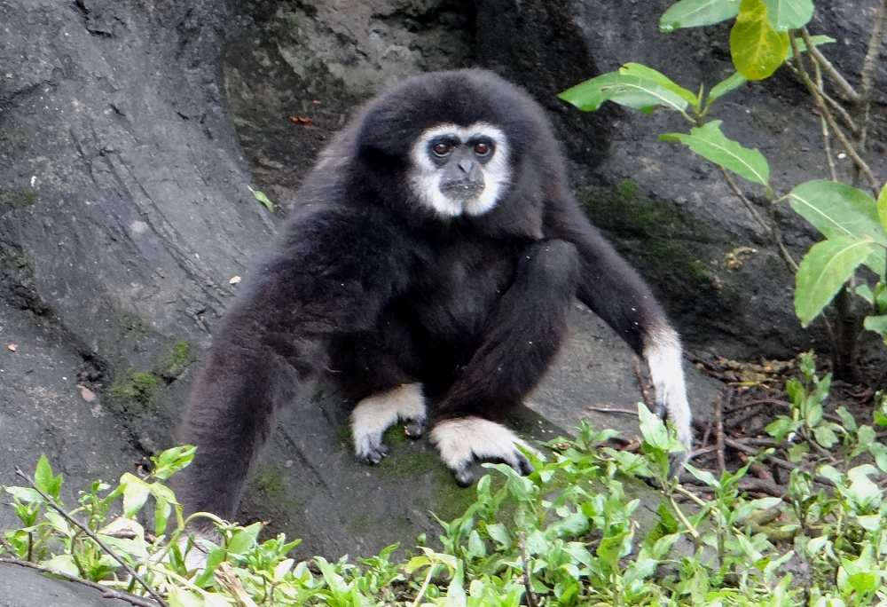 白手長臂猿「阿寶」是動物界的模範父親。台北市立動物園/提供
