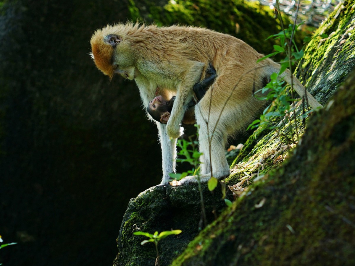 台北市立動物園的紅猴「星儒」誕下一隻小寶寶，牠將寶寶照顧得無微不至，毫無保留的母愛讓保育員十分感動。詹德川/攝