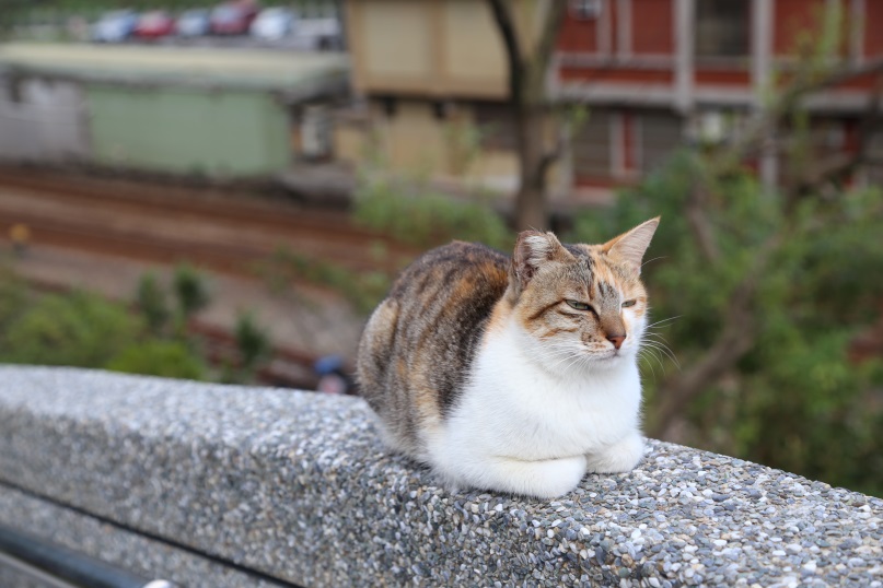 動保處定期消毒環境，當地志工也定期為貓咪們補強三合一疫苗，希望拜訪貓村的遊客能夠遵守四不一要，一起成為防疫守門員。新北市動保處/提供