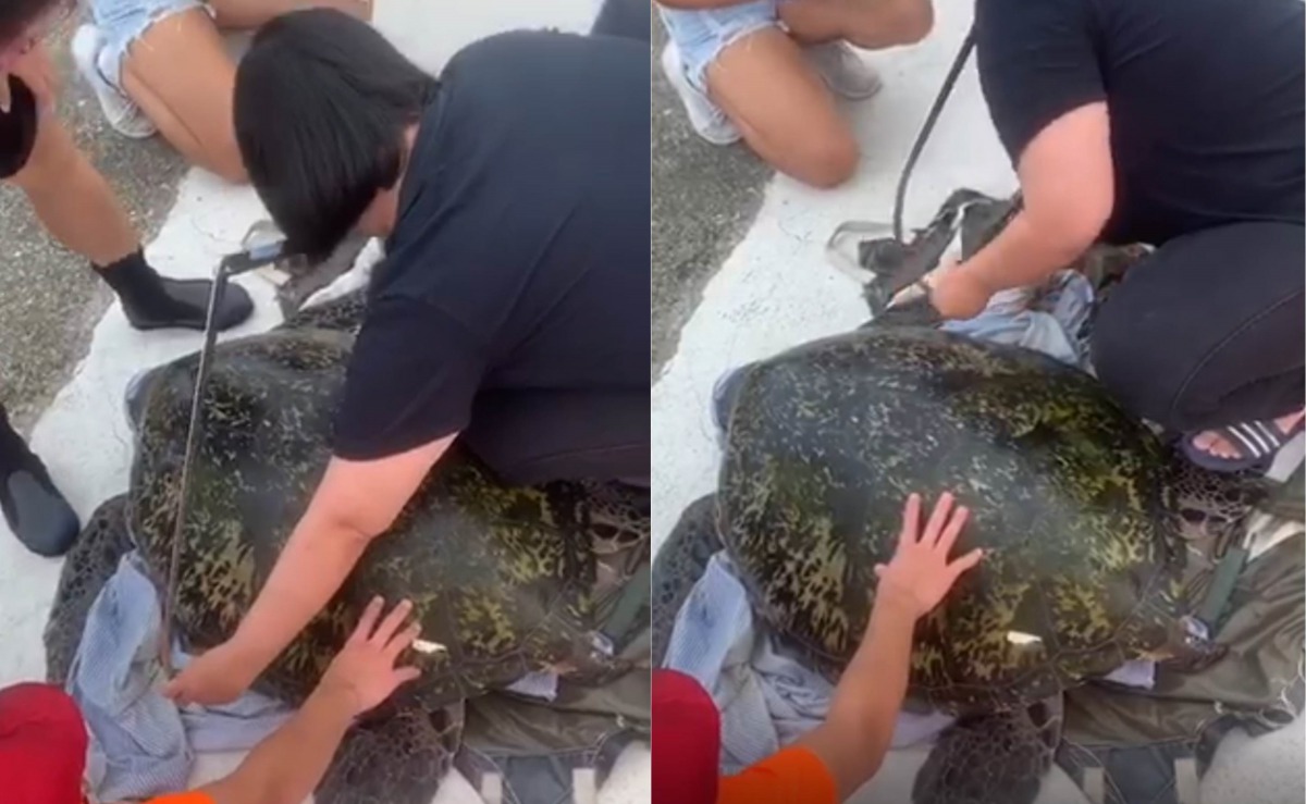 綠蠵龜受困九孔池,已野放回大海。翻攝自影片,海巡署/提供