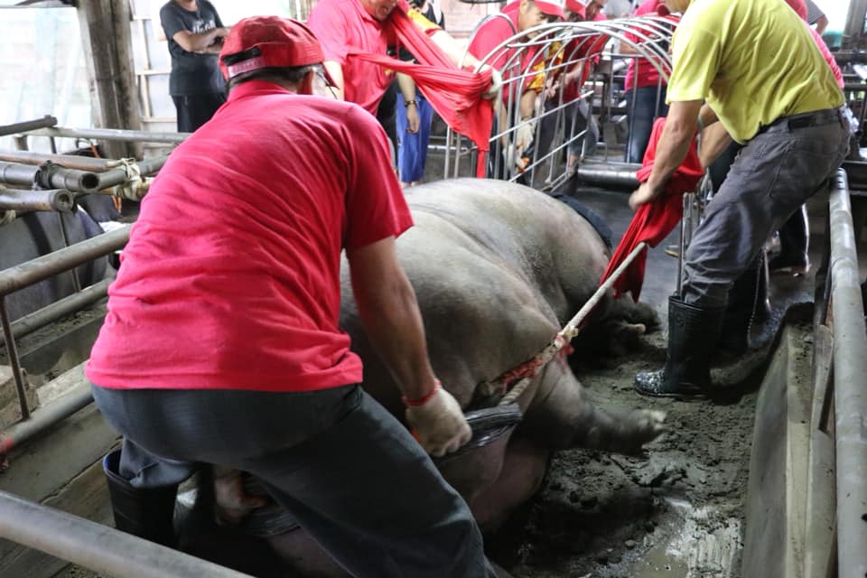 傳統文化中的「賽神豬」，不僅神豬飼養過程涉及虐待動物，宰殺過程也不人道。翻攝自台灣動物社會研究會粉絲專頁