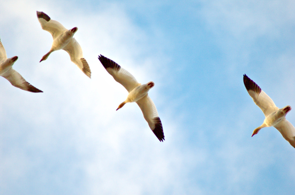 臺灣新年數鳥嘉年華源自百年前北美的獵鳥活動。圖片取自Flickr