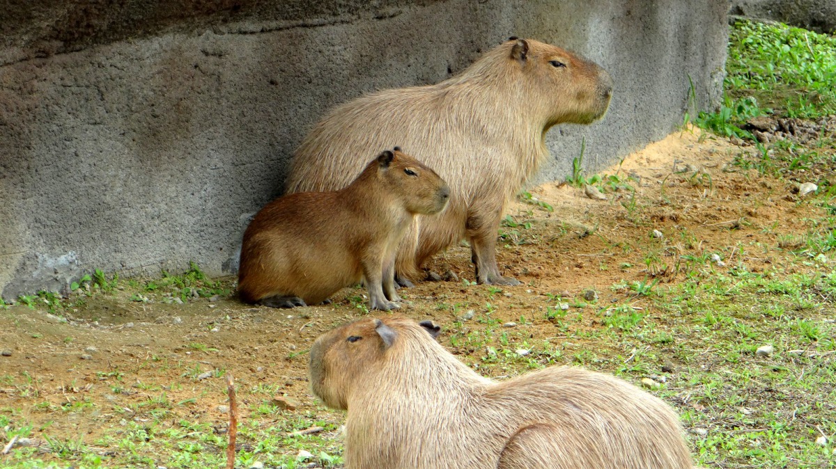 堪稱「天然除草機」的水豚，把人工小島下層地面的植栽吃得乾乾淨淨。台北市立動物園/提供