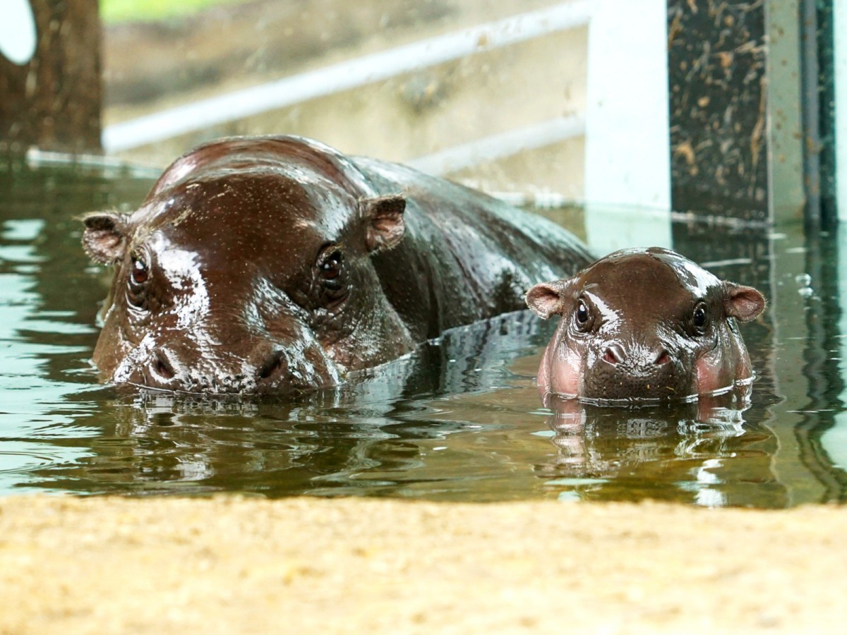 台北市立動物園的侏儒寶寶「秋祥」已經在非洲動物區與大家見面囉！台北市立動物園/提供、詹德川/攝
