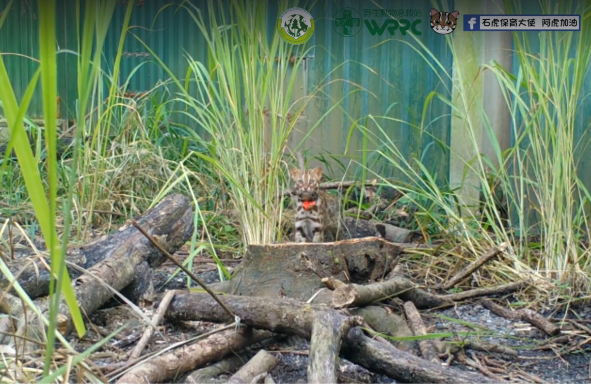 如今小石虎終於習得打獵求生的能力，於22日順利野放回到大自然的家。翻攝自「野生動物急救站」、「石虎保育大使　阿虎加油」影片