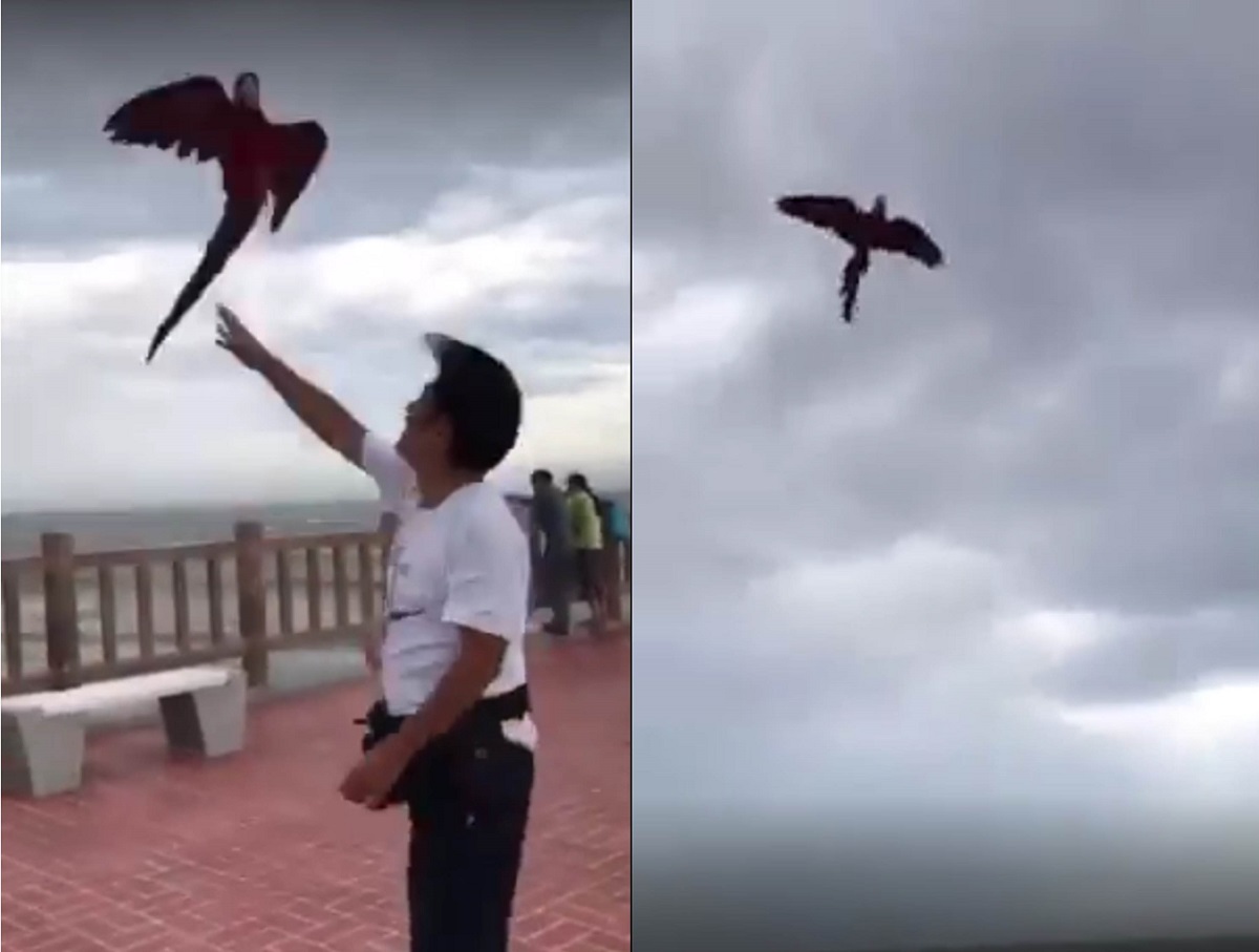 苗栗縣鸚鵡訓練交流協會於後龍外埔漁港舉辦鸚鵡放飛活動，過程中有鸚鵡不敵強風被吹落，造成傷亡。翻攝自爆怨公社