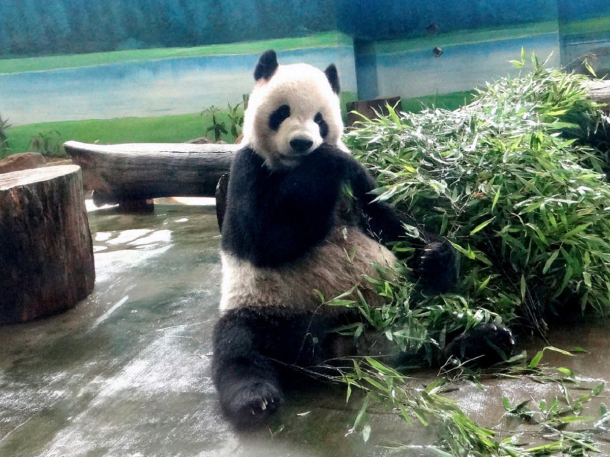 8月30日(星期五)上午11點將在大貓熊館內舉行「團團」和「圓圓」的生日派對,邀請有興趣的民眾一同來為他們慶生!圖為「團團」,台北市立動物園/提供