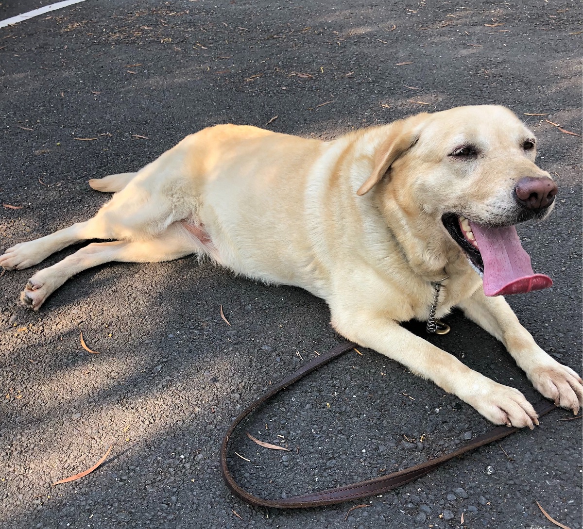 緝菸犬「Nadia」正在等待合適的認養家庭。關務署/提供