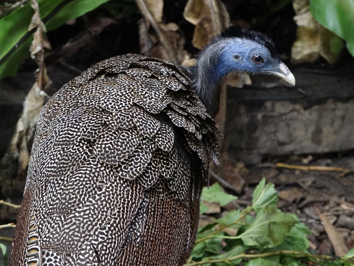 大寶冠鳥和青鸞兄弟常跑到其它動物家裡串門子。圖為青鸞,台北市立動物園/提供