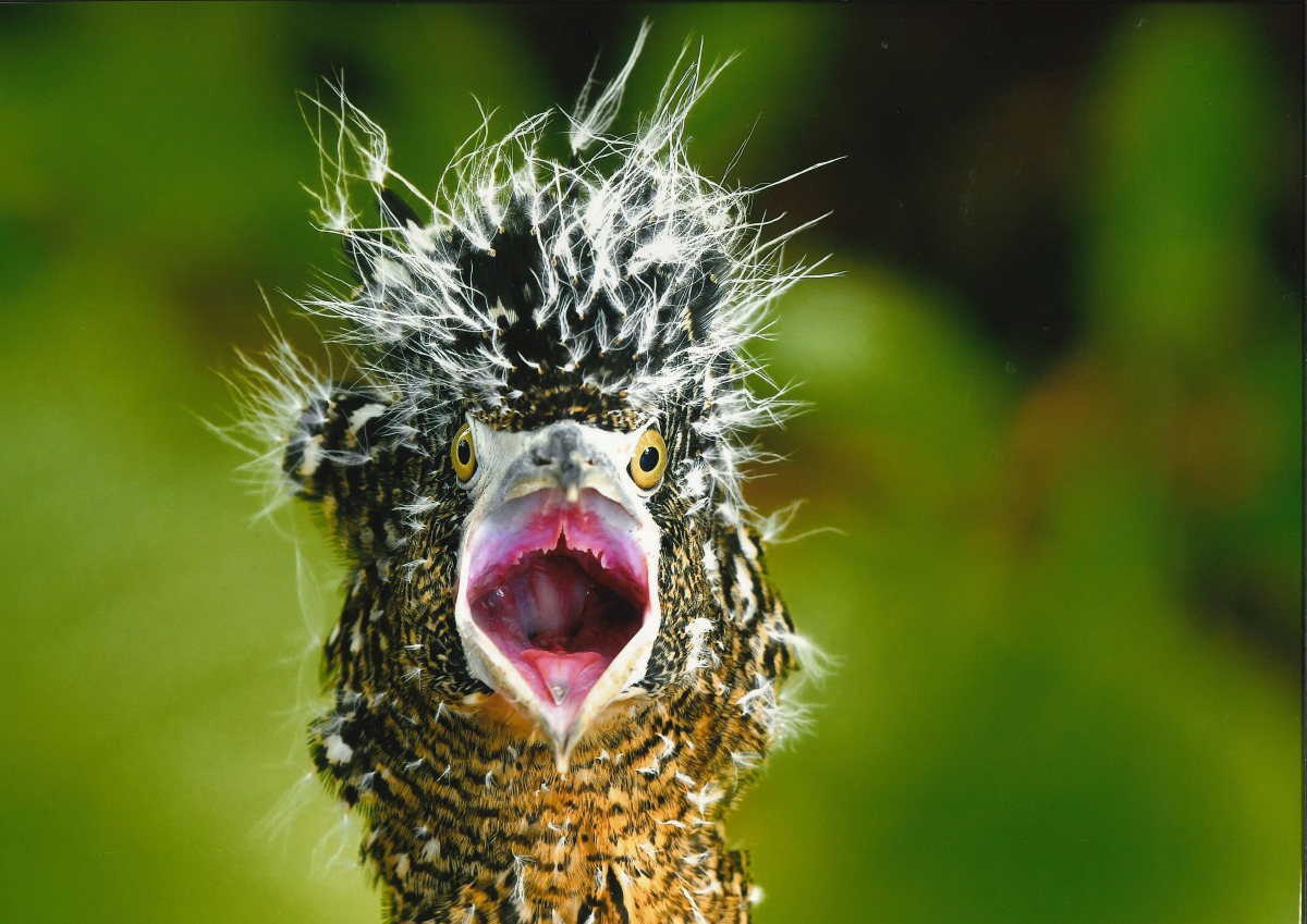 黑冠麻鷺誇張演出:「是誰弄亂了我的髮!」台北鳥會/提供