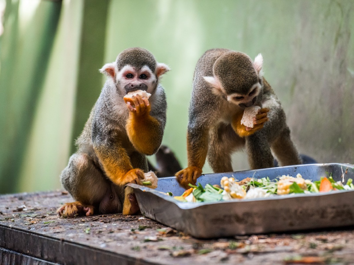 部分小型靈長類、狐猴、大犀鳥等為「血鐵沈著症」敏感物種，嚴重者將導致死亡，因此不適合攝取過多維生素C或鐵質含量高的食物。圖為黑冠松鼠猴，台北市立動物園/提供