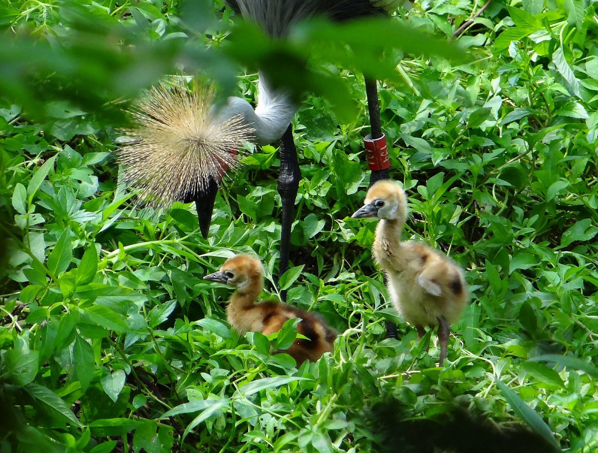灰頸冠鶴爸媽非常小心謹慎的保護幼雛，只要發現有人在關注牠們，就會無聲、大步的帶著雛鳥沒入灌木叢裡。台北市立動物園/提供
