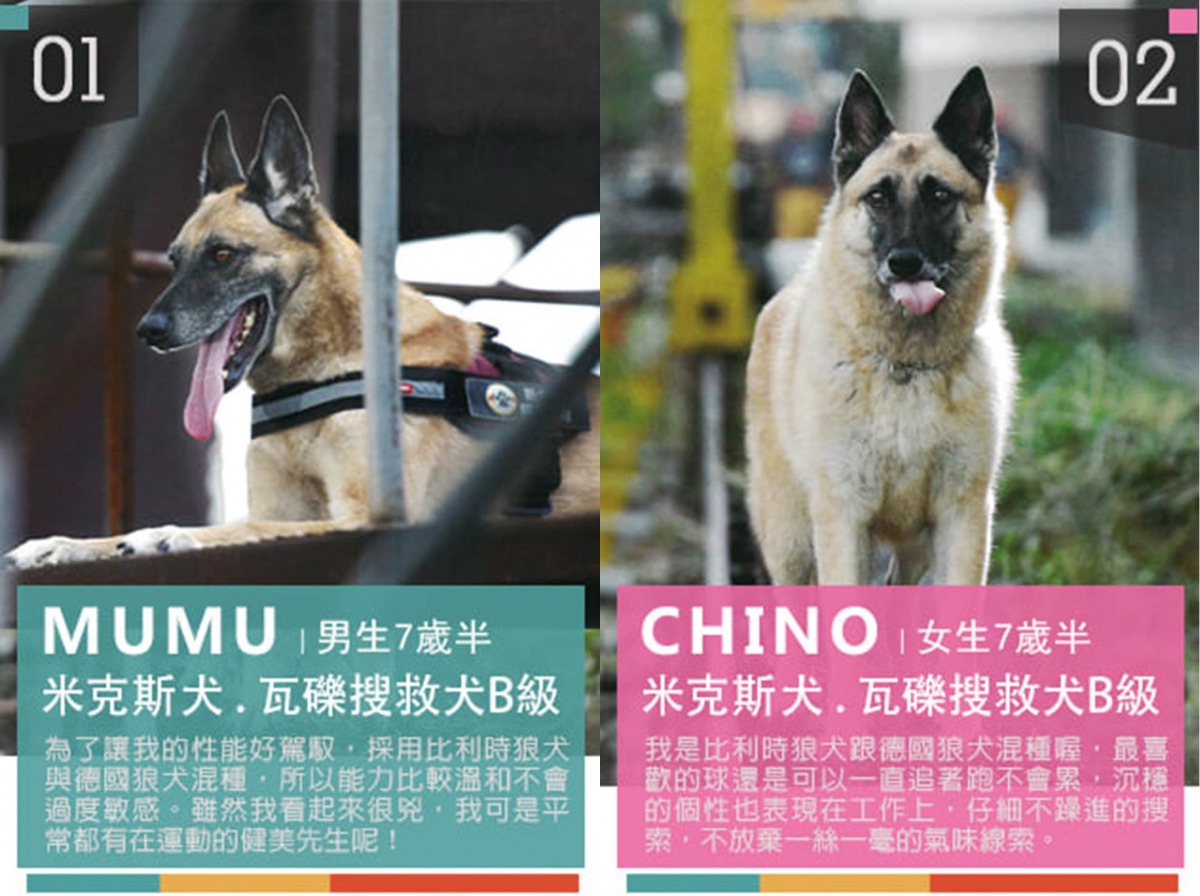 搜救犬兄妹檔「姆姆(Mumu)」及「奇諾(Chino)」在找家。翻攝自「新北消防發爾麵」粉絲專頁