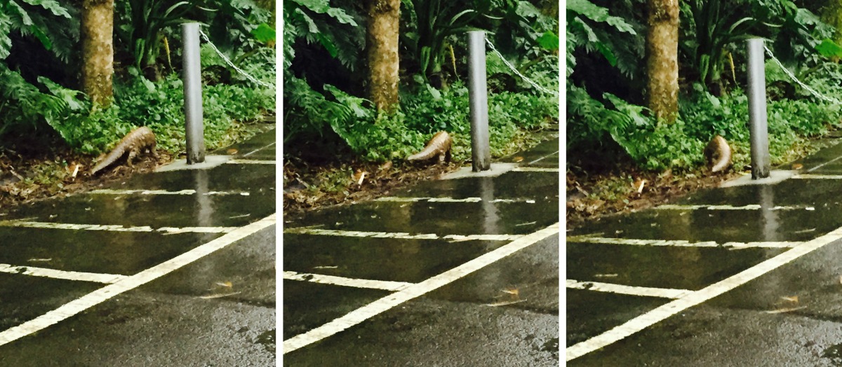 「穿山甲怎麼會在外面?」所幸最後驚喜確認館區內的穿山甲都乖乖在家,工作人員所看到的是一隻野生的穿山甲。台北市立動物園/提供