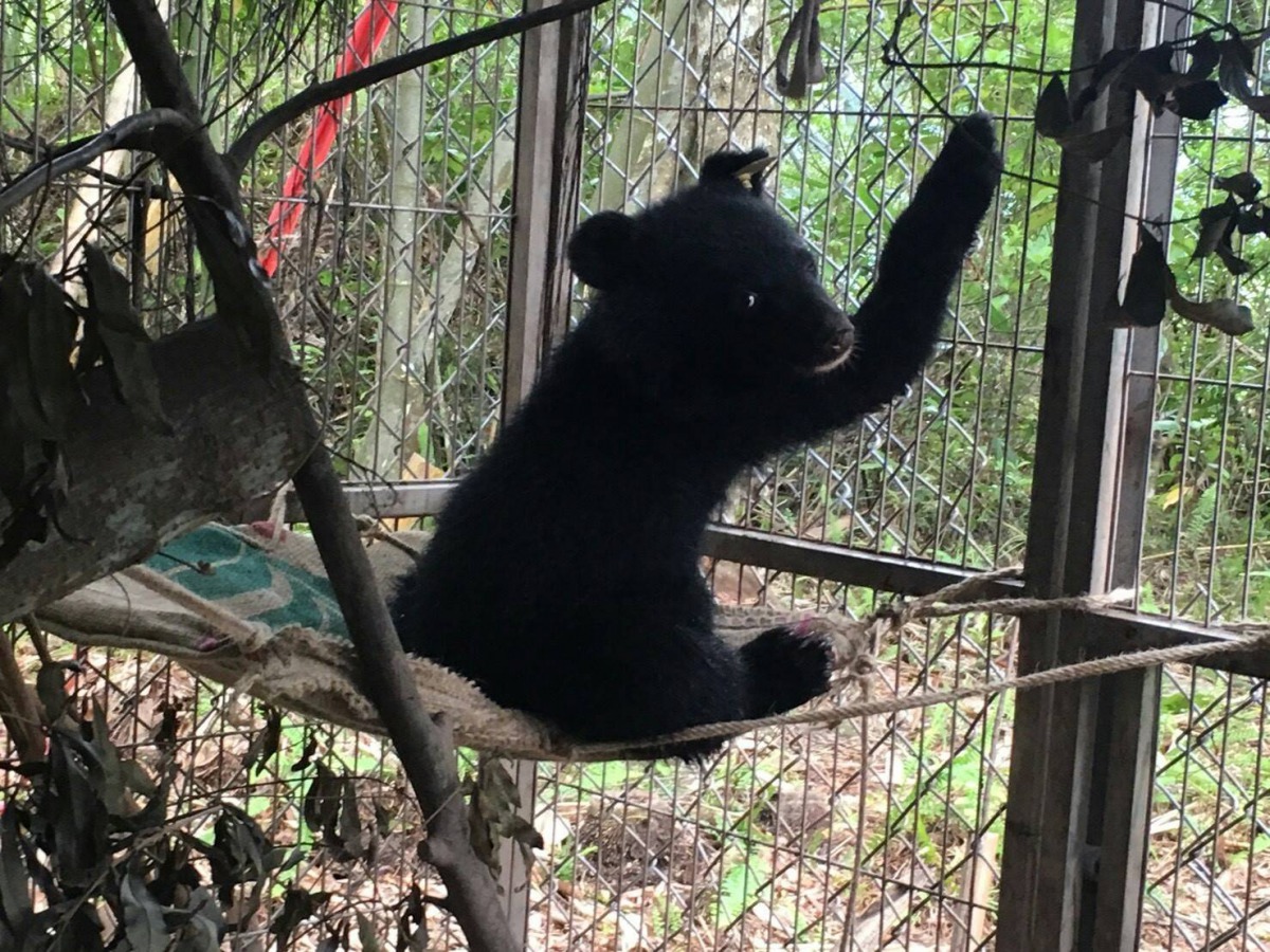 隨著小熊的性別揭曉,廣原當地大埔與龍泉部落的耆老決定將小熊以布農族語命名為「Mulas」(姆拉斯)。台東林管處/提供