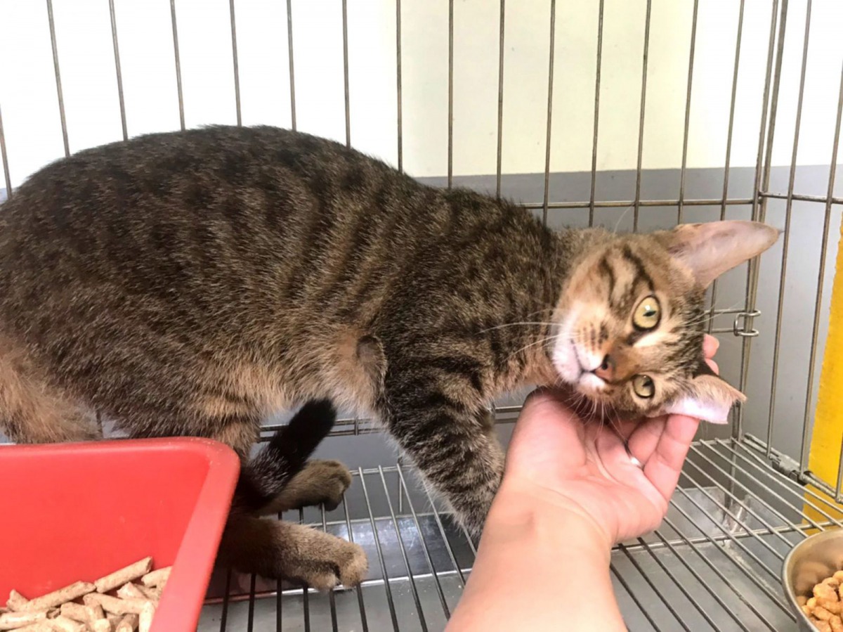杜瑪動物醫院獸醫師鍾昇樺講授的「貓咪行為學及疾病」，教導飼主如何從貓咪的生活、動作姿態及行為變化中觀察到病徵。新北市動保/處提供