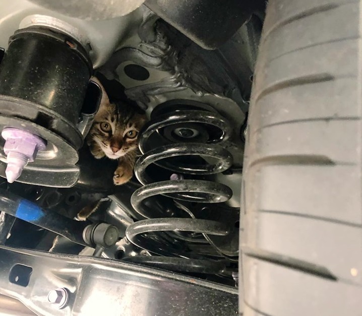 台北市一名李先生在等紅綠燈時,莫名變身鏟屎官。李先生/提供