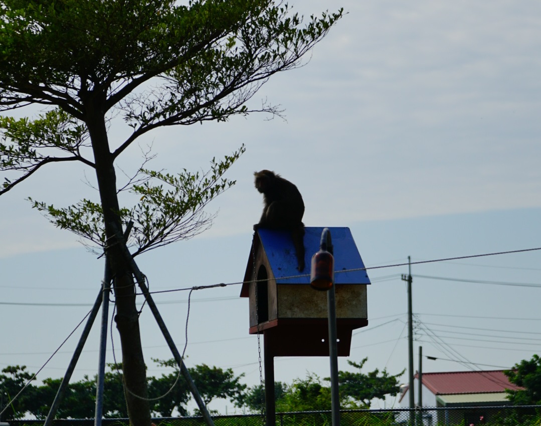 15歲的台灣獼猴「妹妹」,便是合法被人飼養的獼猴之一,不過牠的飼主卻因個人因素無法繼續飼養牠,如今「妹妹」由一名蔡先生收容照顧。台灣獼猴共存推廣協會/提供