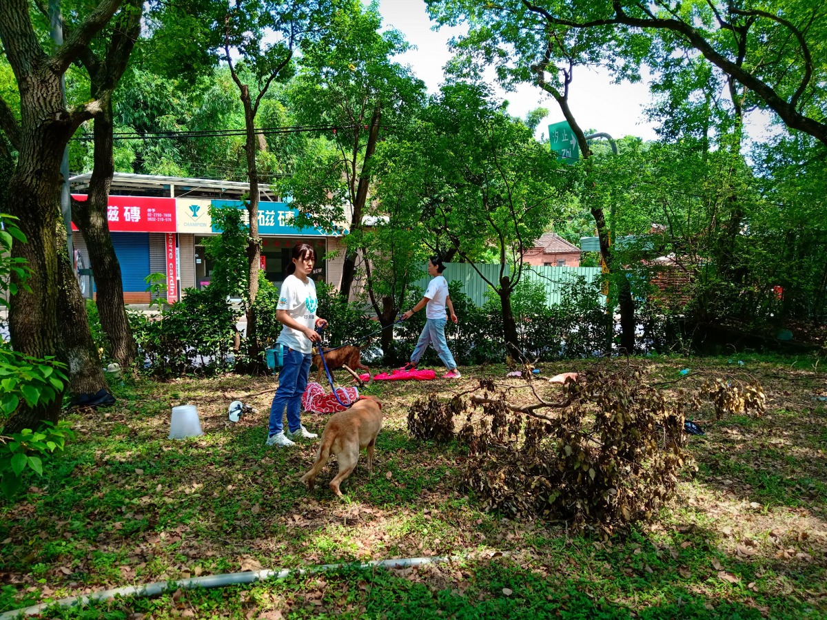   「Home Dog家庭犬養成計畫」讓狗狗接受專業訓練師的訓練，降低進入家庭的不適感與磨合期。台北市動保處/提供