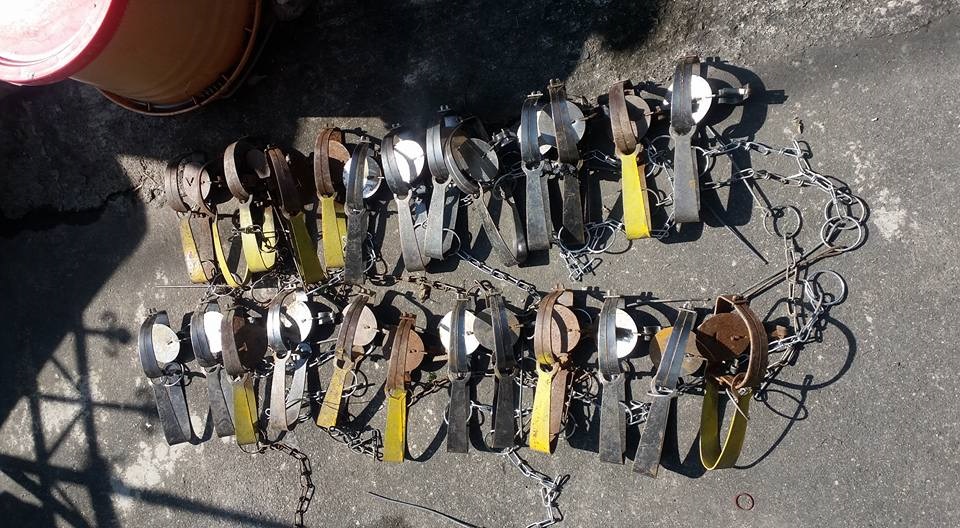 屏東林邊有一名老翁持有大量捕獸鋏，但《動保法》並未規定不能持有獸鋏。徐小姐/提供