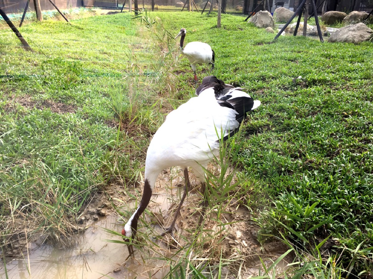 台北市立動物園的這對丹頂鶴「Big」和「Kika」，是全球唯一的日本海外族群。台北市立動物園/提供