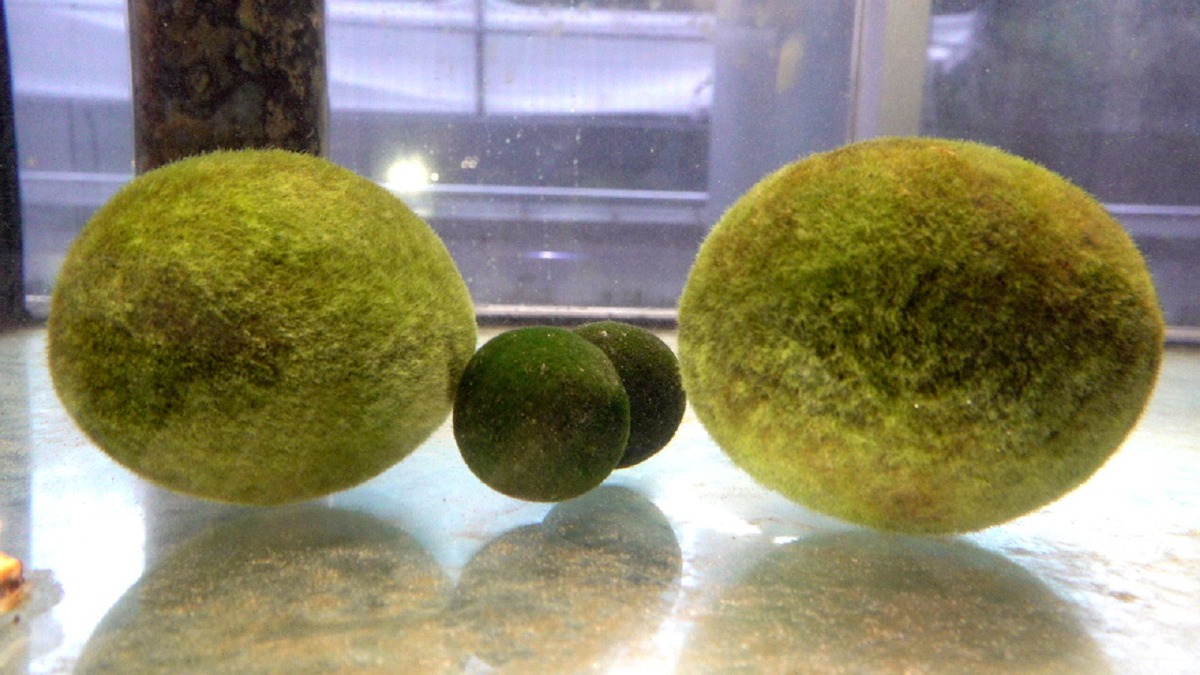 日本釧路市毬藻研究室贈送台北市立動物園4顆超大型的天然毬藻，這也是日本首度輸出直徑超過10公分的天然毬藻至國外。台北市立動物園/提供