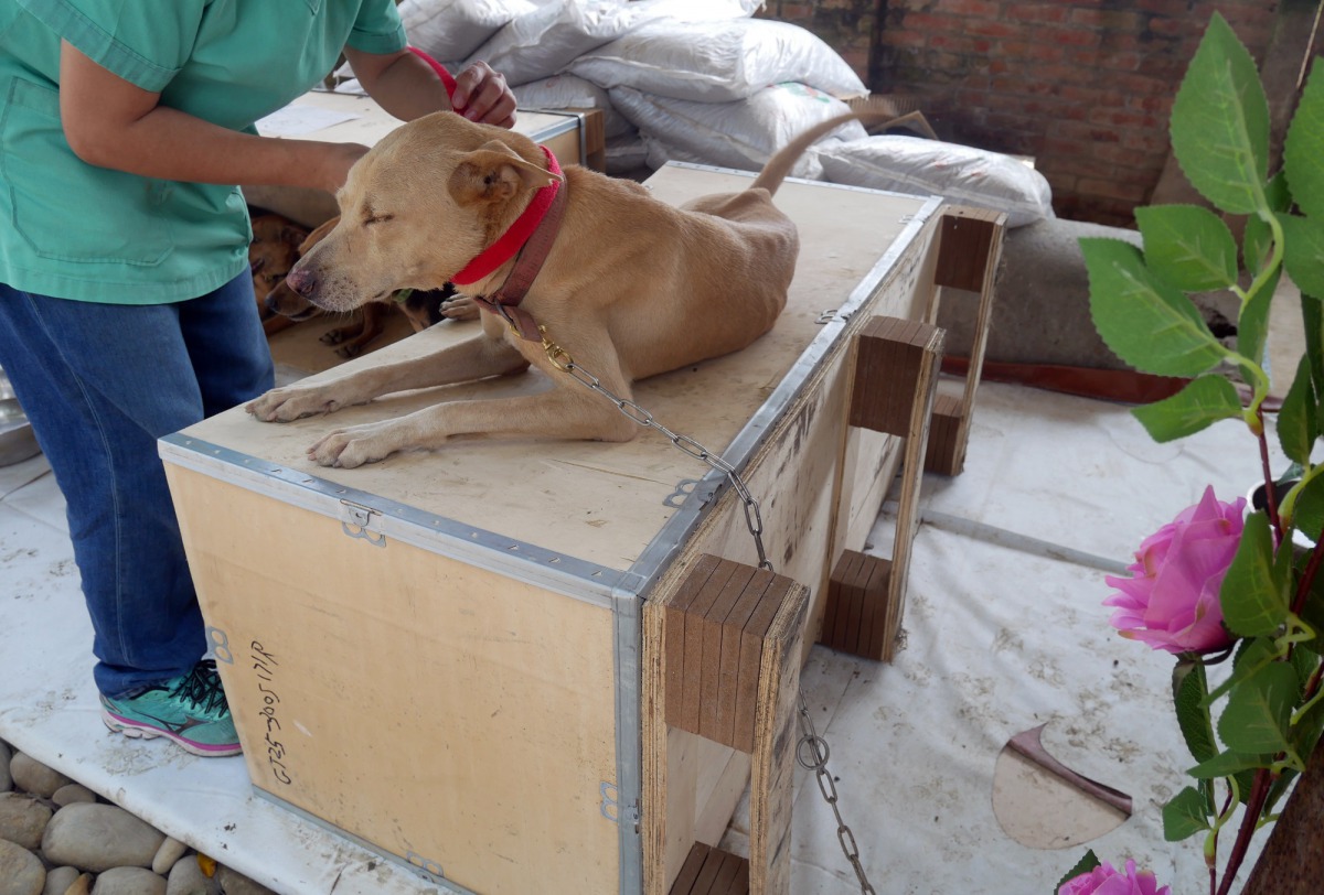 資深動保人遭爆不當飼養,台南動保處多次訪查蒐證。圖為動保員前往訪查,台南市動保處/提供