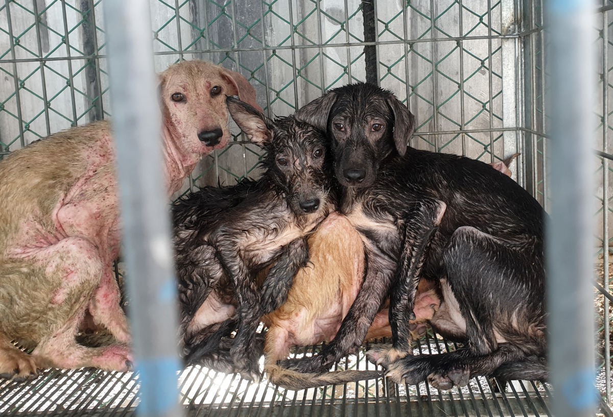 TSPCA表示,彰化收容所嚴重爆籠已影響動物福利,圖為志工帶出的幼犬,牠們進所不到,有的患有嚴重皮膚病,有的爆眼,有的極度怕人。TSPCA志工/提供